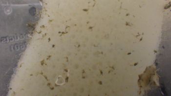 Media type: image;   Invertebrate Zoology 153115 Description: live specimen;